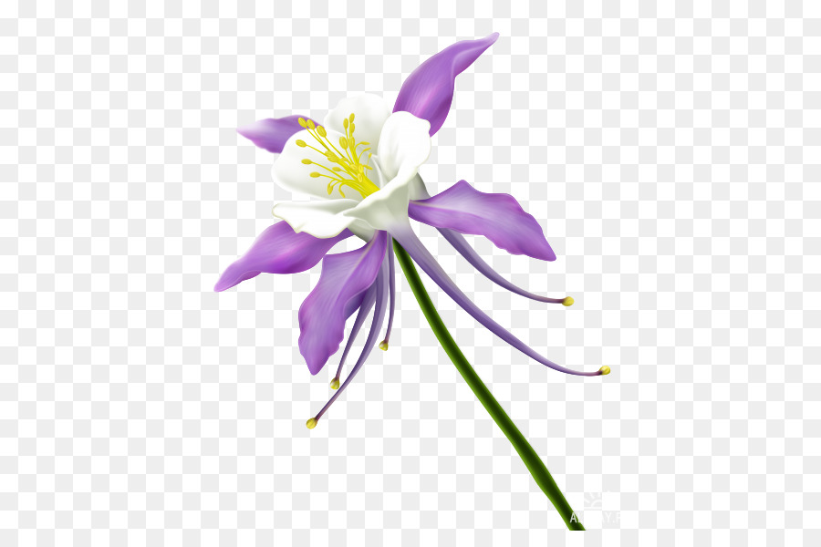 Fleur，Design Floral PNG