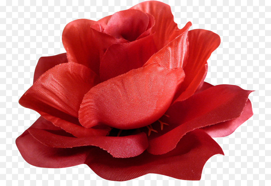 Rose Rouge，Floraison PNG