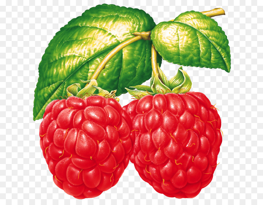 Framboises Rouges，Baies PNG