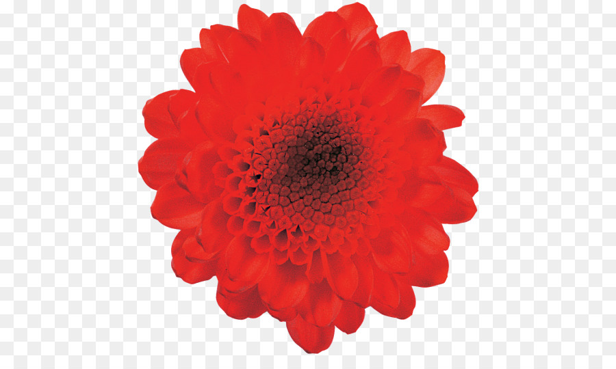 Fleur，Floraison PNG