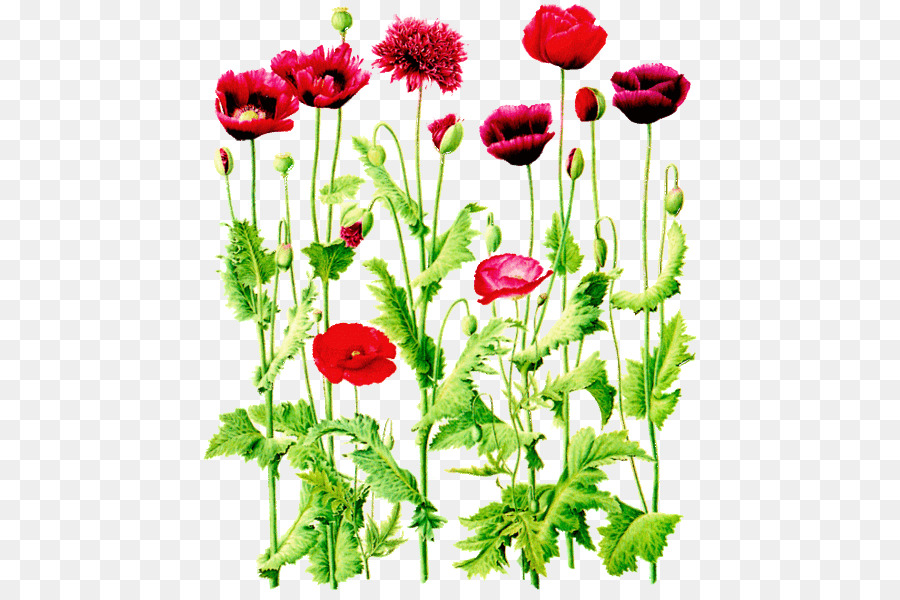 Fleurs Rouges，Coquelicots PNG