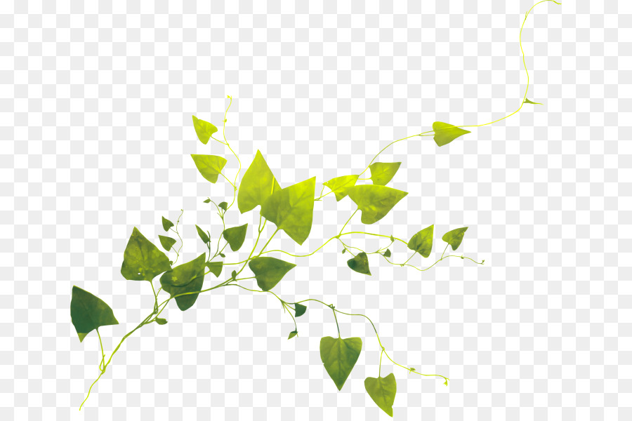 Lierre Vert，Feuilles PNG