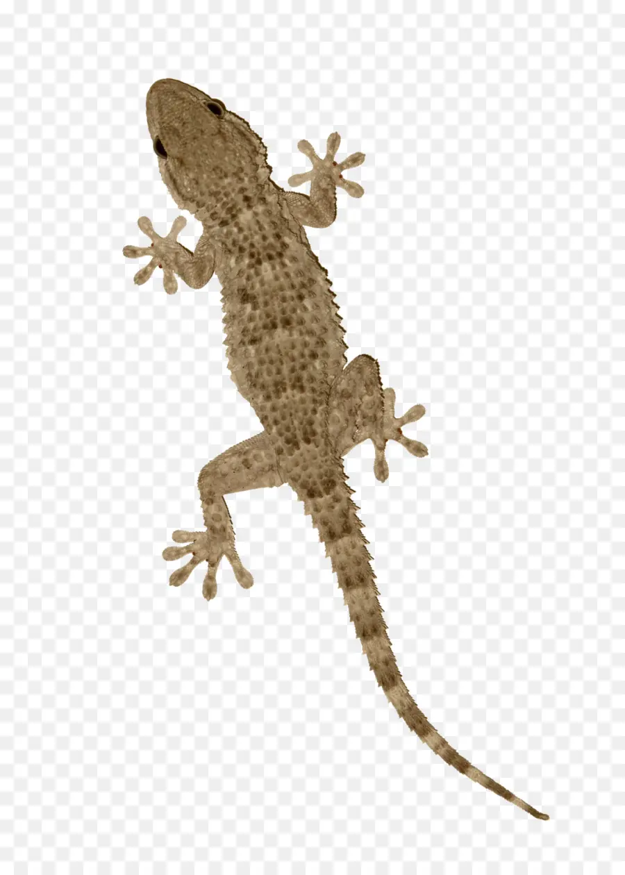 La Religion，Gecko PNG