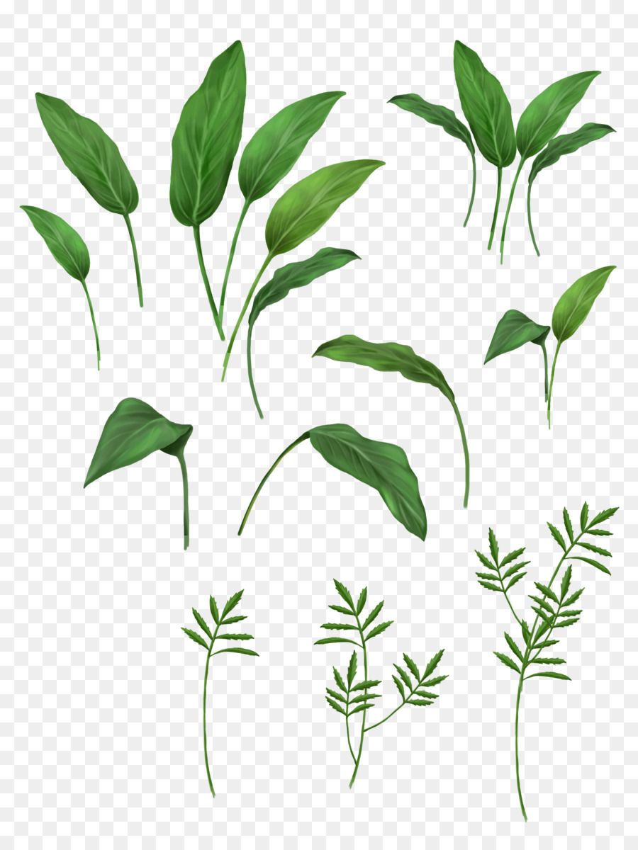 Feuilles Vertes，Feuillage PNG