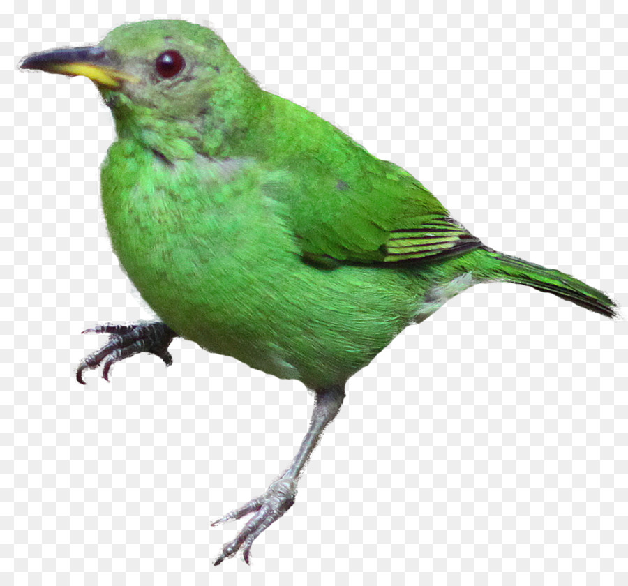 Oiseau Vert，Plumes PNG