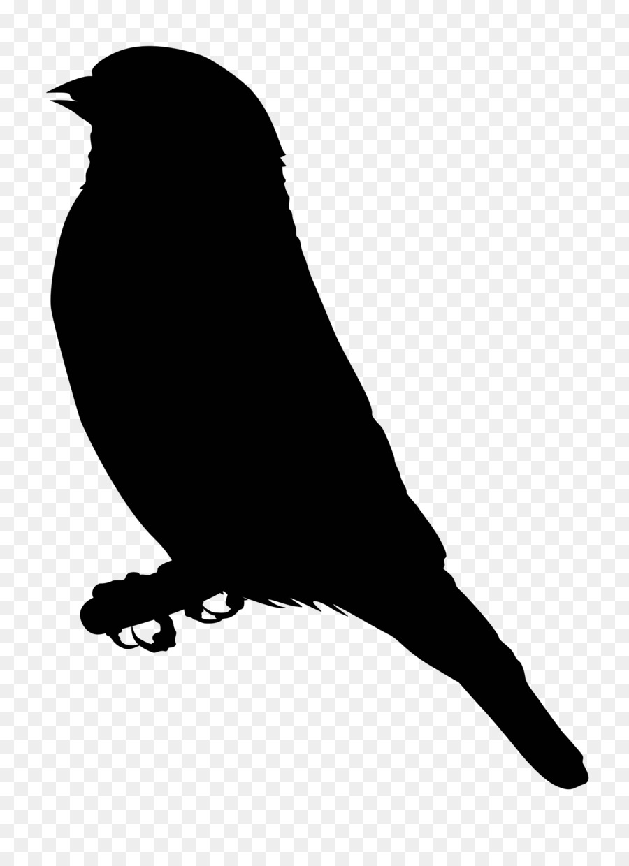 Silhouette D'oiseau，Aviaire PNG