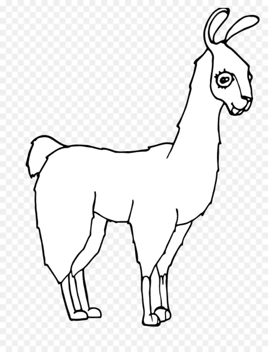 Lama，Contour PNG