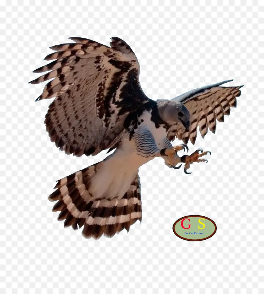 Aigle En Vol，Ailes PNG