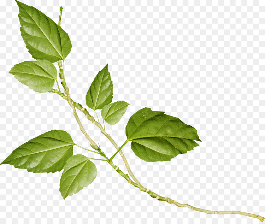 Lierre Vert，Feuilles PNG