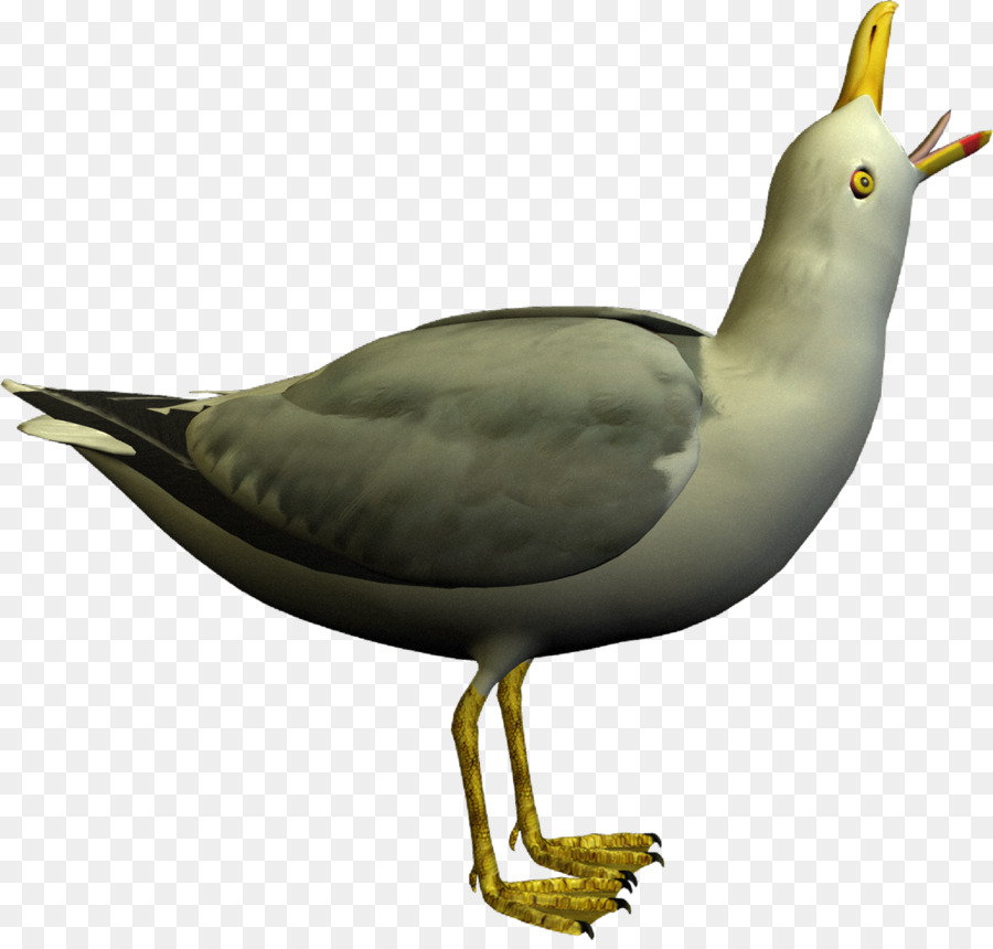 Mouette，Vol PNG