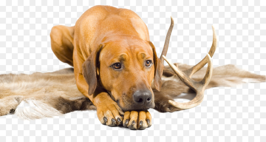 Chien，Animal De Compagnie PNG