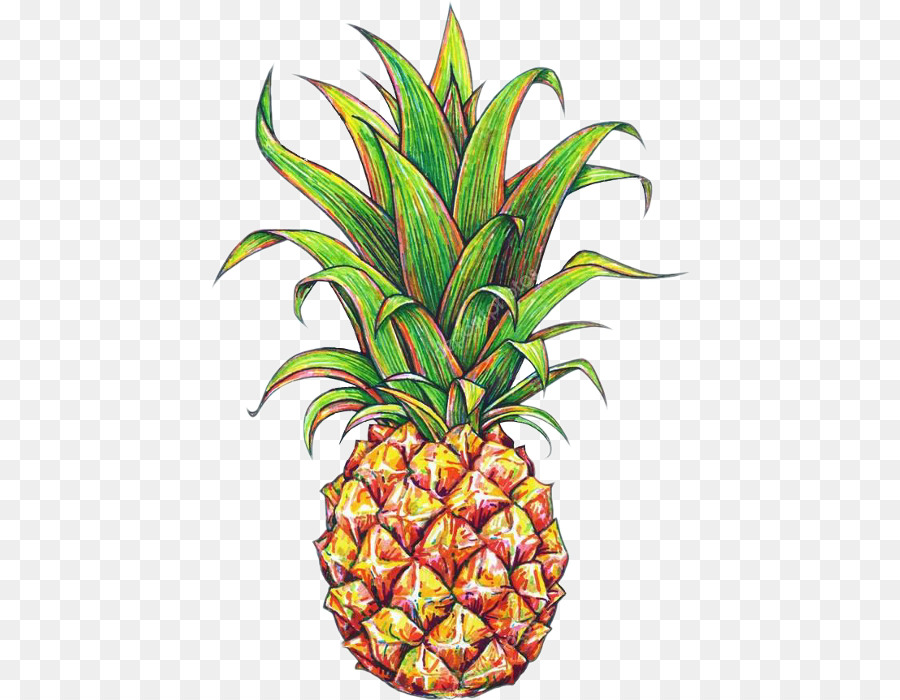 Lananas Dessin Fruits Tropicaux Png Lananas Dessin Fruits Tropicaux Transparentes Png Gratuit