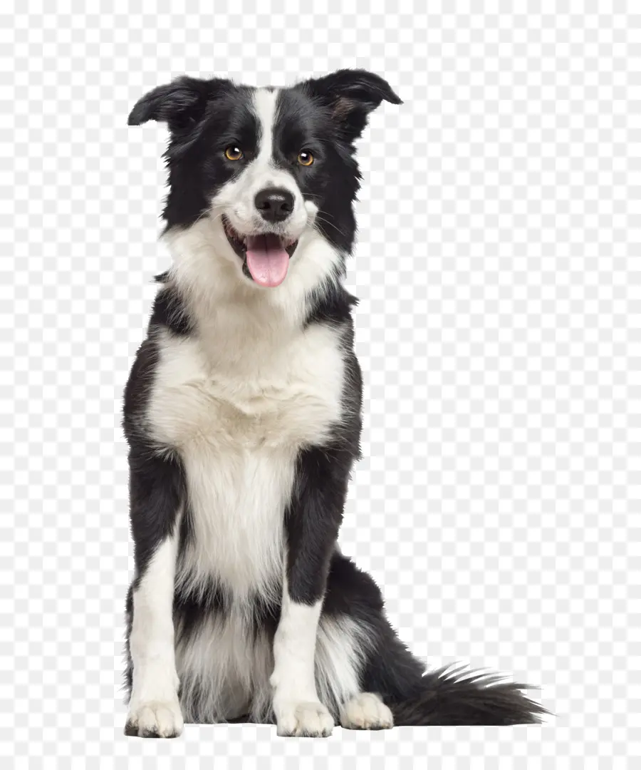 Border Collie，Colley Rugueux PNG