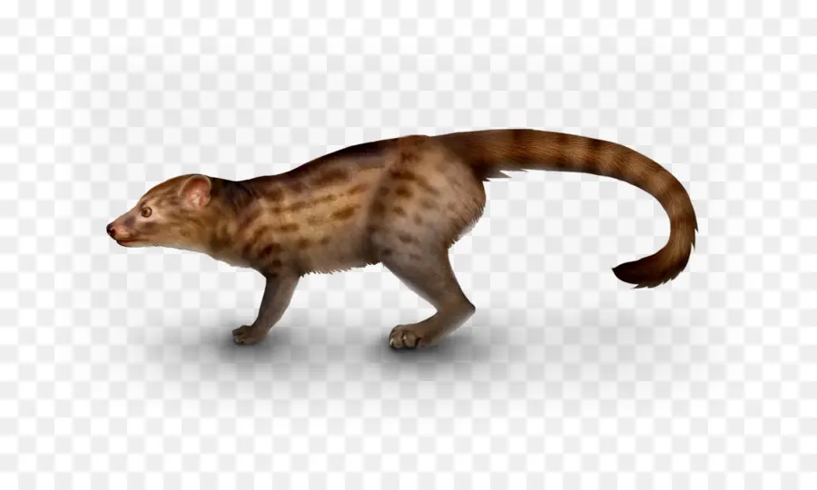 Chat，Viverridae PNG