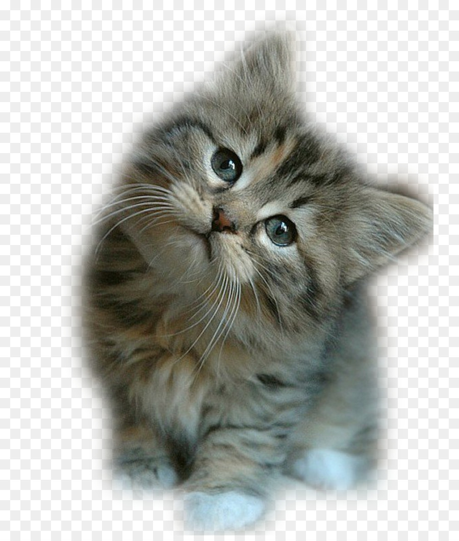 Petit Chaton Mignon，Chat PNG