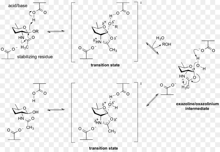 Glycoside Hydrolase，Liaison Glycosidique PNG