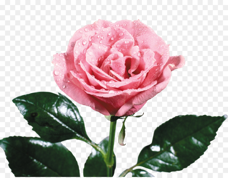 Plage Rose，Les Roses De Jardin PNG