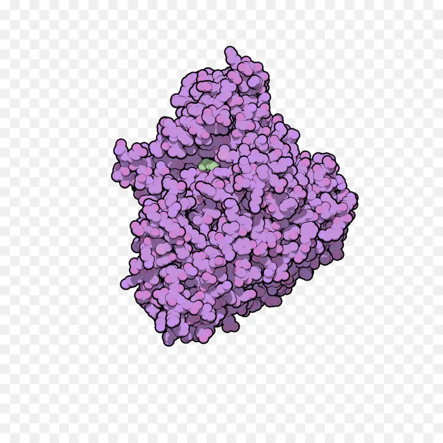 Protéine，Biologie PNG