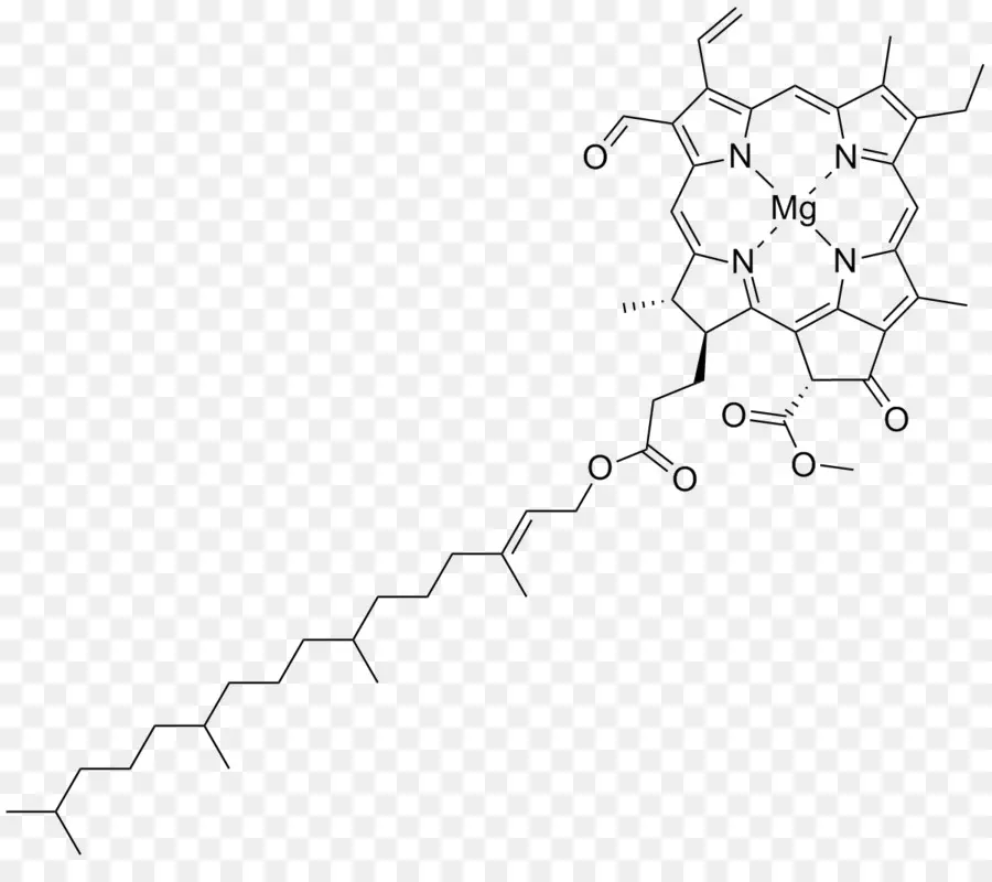 Molécule De Chlorophylle，Photosynthèse PNG