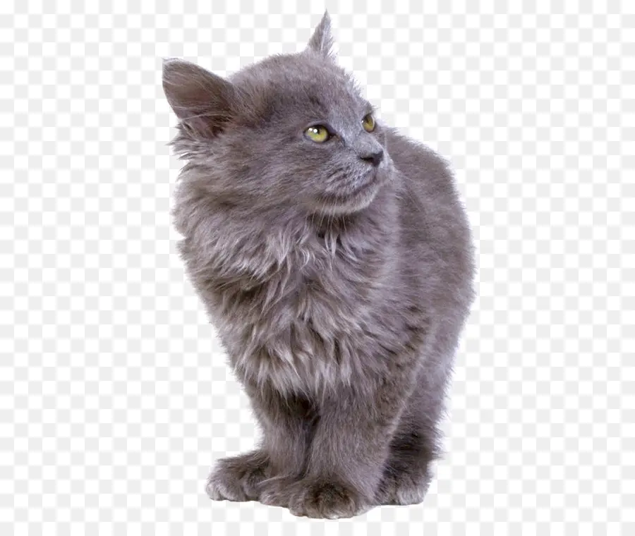 Chat Gris，Félin PNG