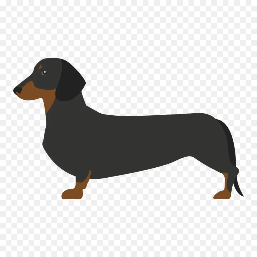 Teckel Noir，Chien PNG