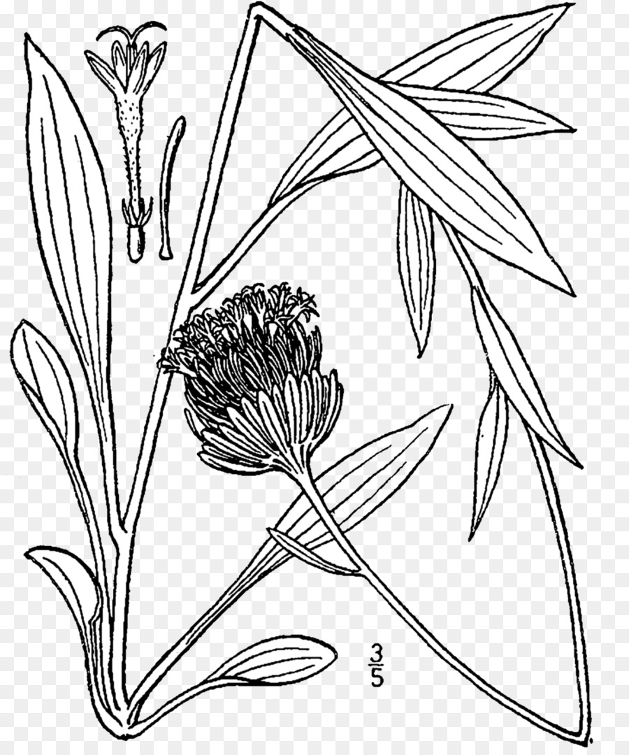 Marshallia Grandiflora，L Art En Ligne PNG