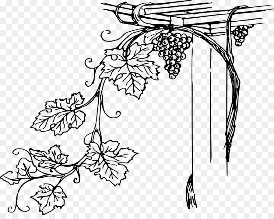 Vigne，Feuilles PNG