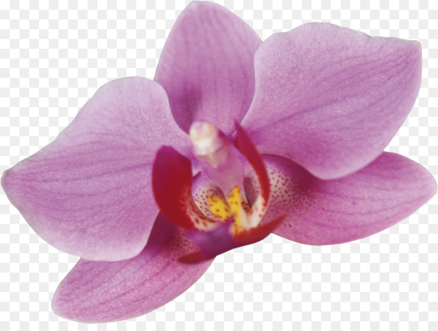 Teigne Des Orchidees Les Orchidees Des Orchidees Cattleya Png Teigne Des Orchidees Les Orchidees Des Orchidees Cattleya Transparentes Png Gratuit