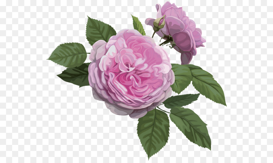 Fleur Rose，Fleur PNG