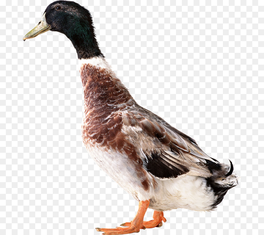 Oie，Oiseau PNG