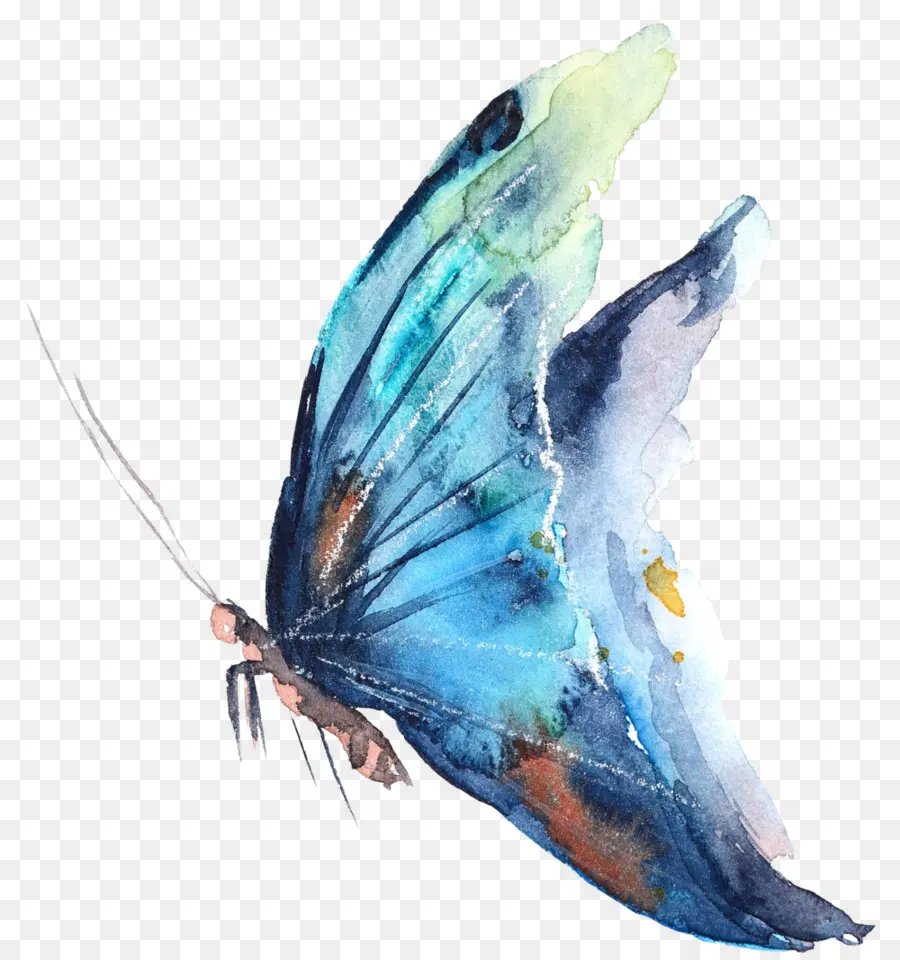 Papillon，Peinture à L Aquarelle PNG