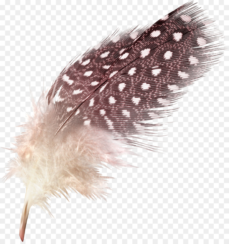 Plume Rouge，Rouge PNG