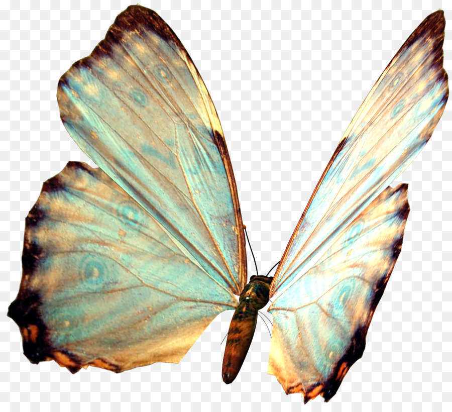 Papillon Blanc，Ailes PNG