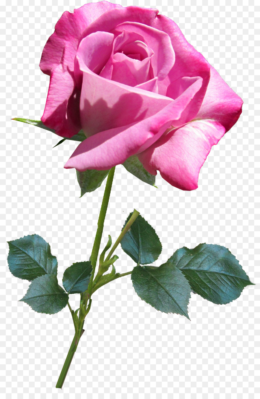 Rose Rose，Floraison PNG