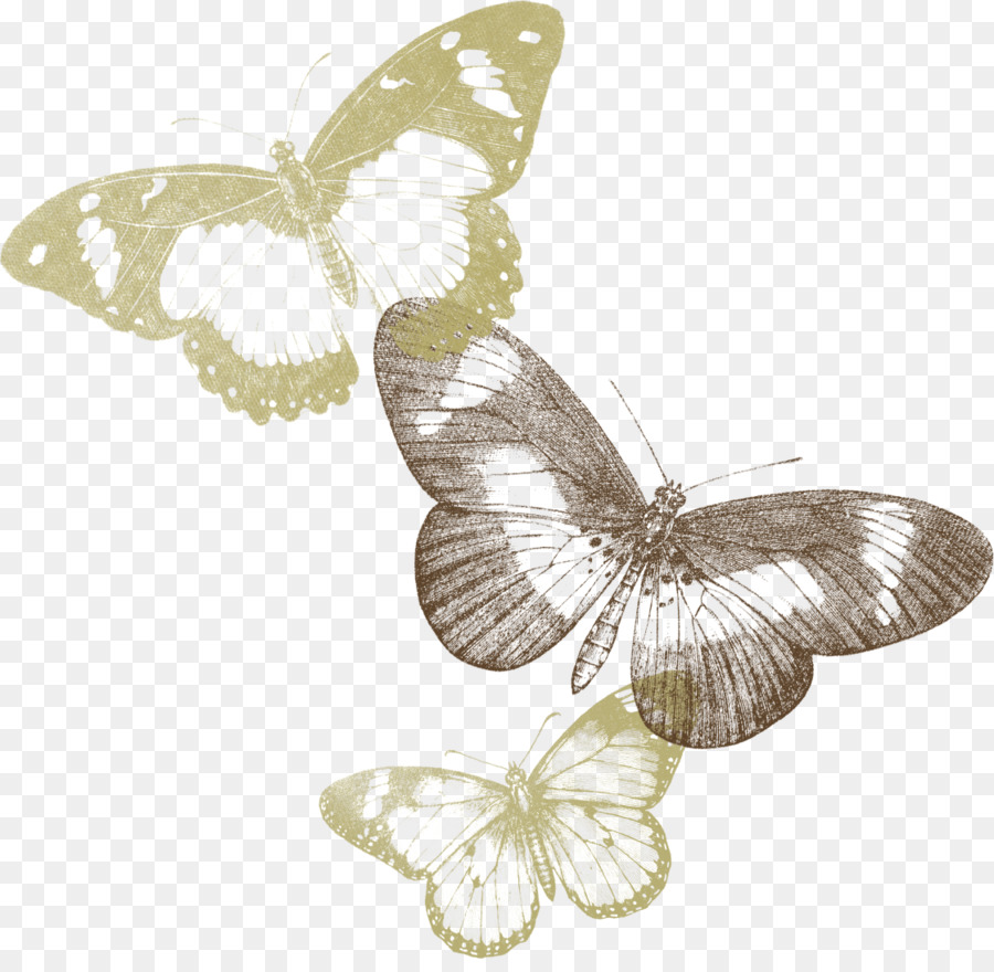 Papillon，Ailes PNG