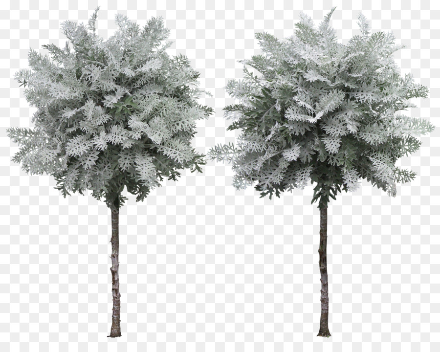 Arbre，Usine PNG