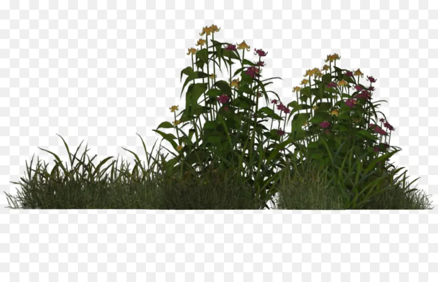 Herbe Et Fleurs，Plantes PNG