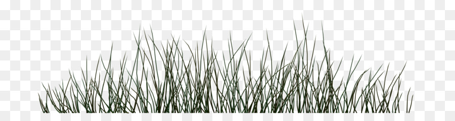 Herbe Verte，Pelouse PNG