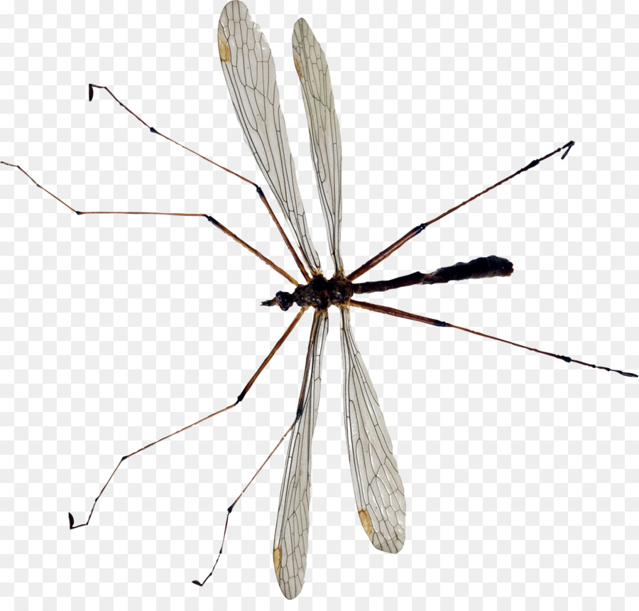 Mouche De Grue，Longues Jambes PNG