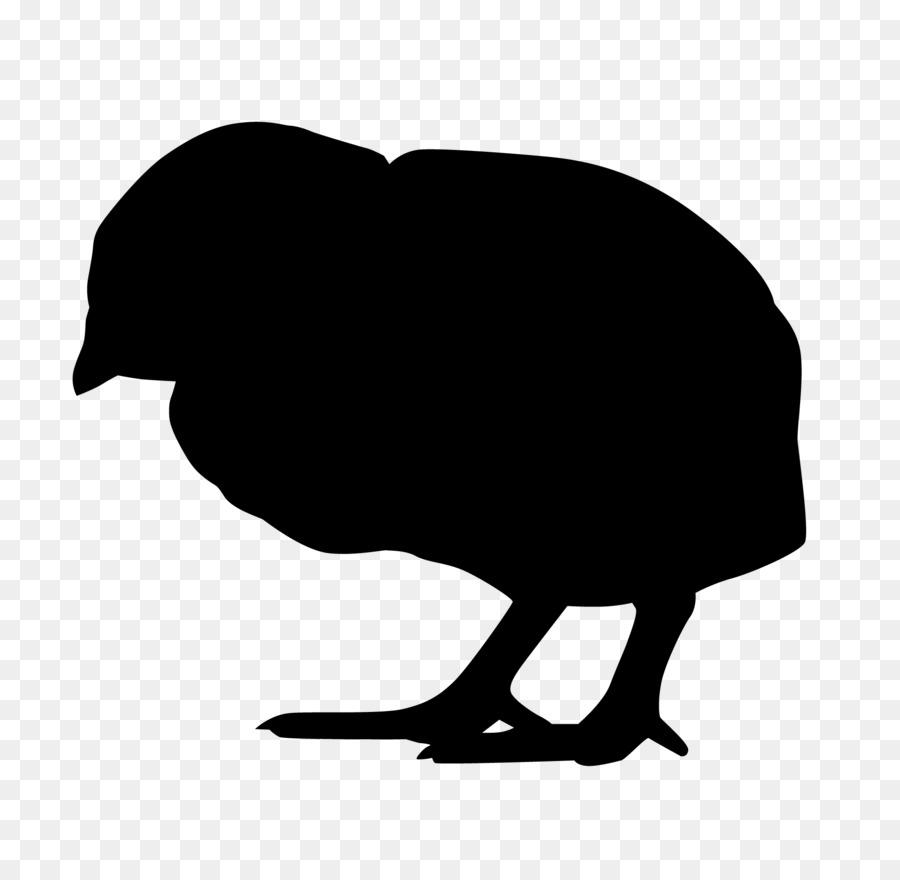 Kiwi，Oiseau PNG