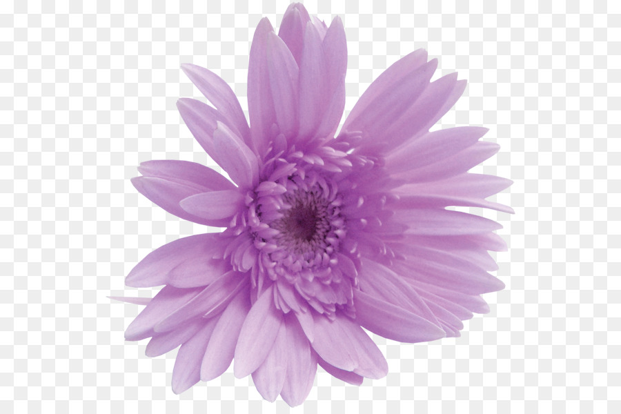 Fleur，Floraison PNG