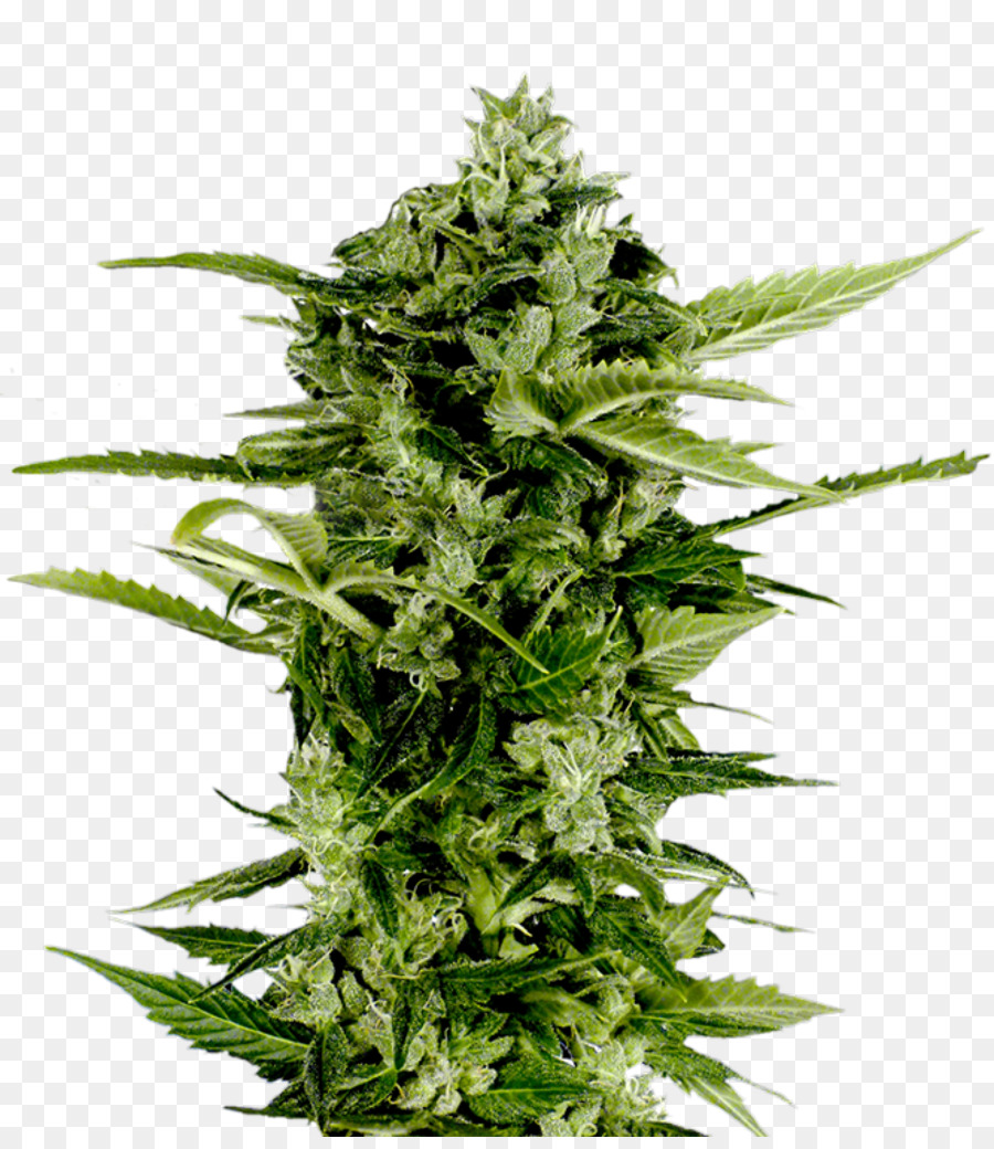 De Cannabis Auto Floraison，De La Graine PNG