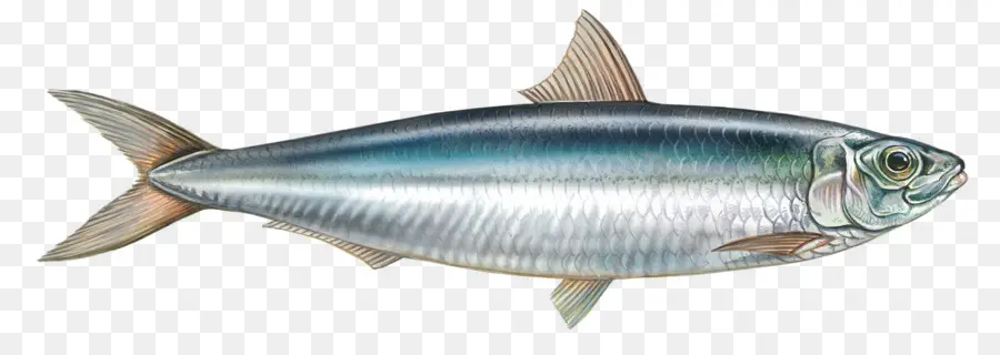 Poisson，Mer PNG