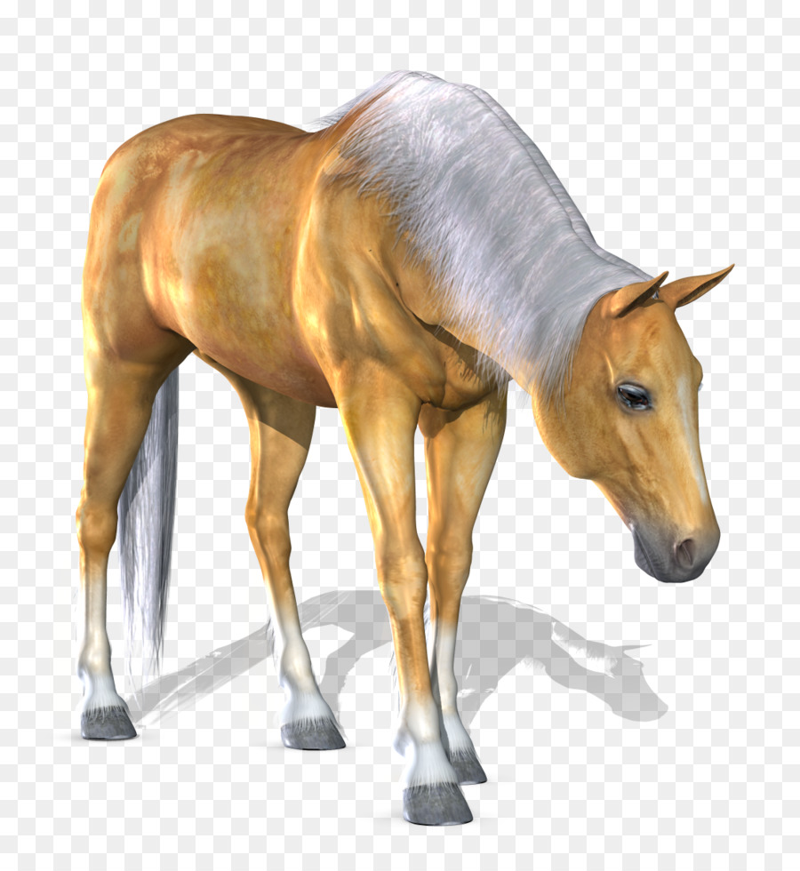 Cheval，équidé PNG