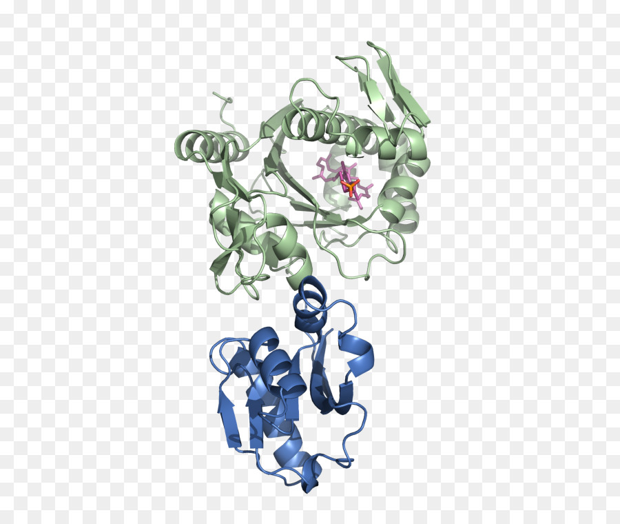 Structure Des Protéines，Molécule PNG