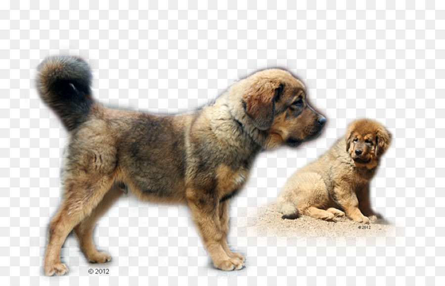 Race De Chien，Leonberger PNG