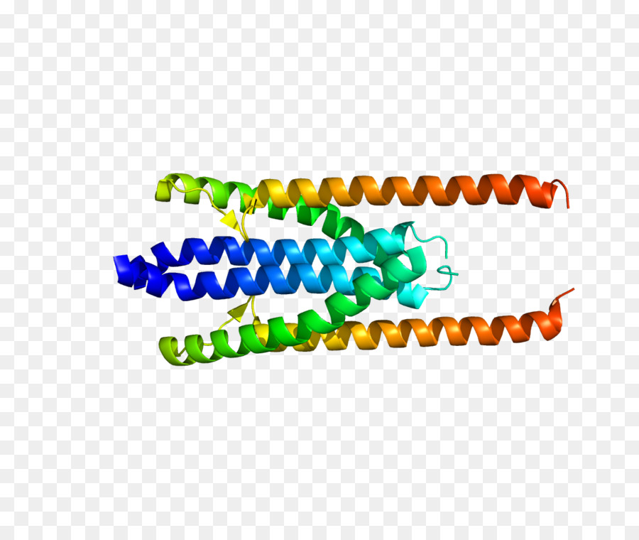 Prc1，La Cytocinèse PNG