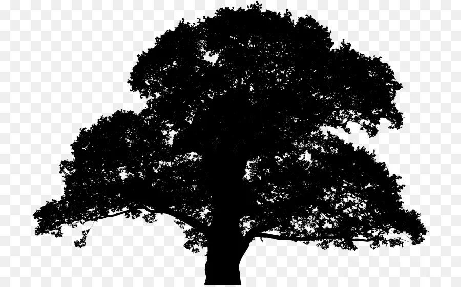 Silhouette D'arbre，Nature PNG