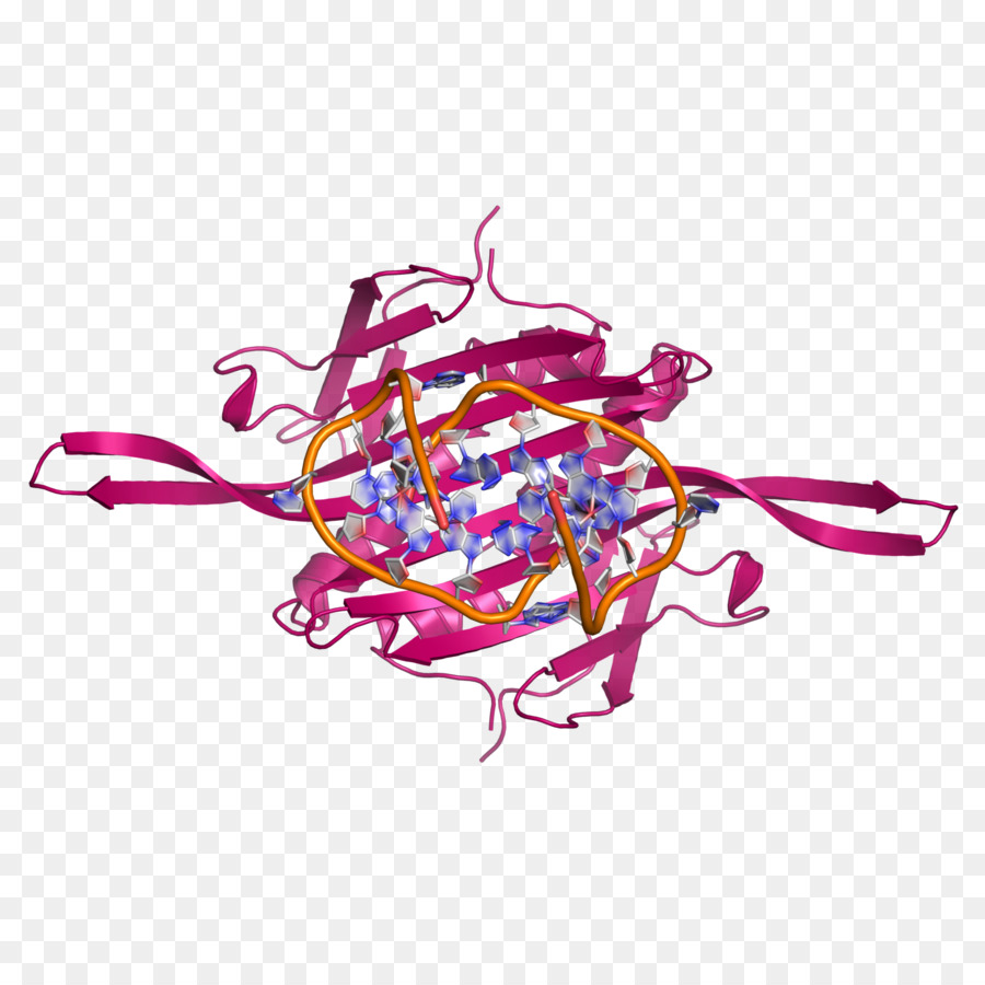 Structure Des Protéines，Molécule PNG