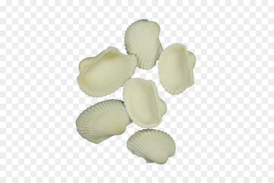 Coquille，Palourde Arche PNG